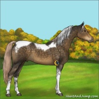Horse Color:Chocolate Palomino Tobiano 