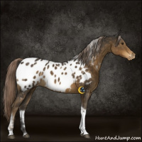 Horse Color:Chocolate Palomino Tobiano Appaloosa Rabicano