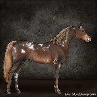 Horse Color:White Spotted Liver Chestnut Appaloosa Rabicano