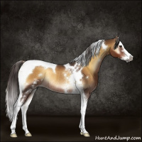 Horse Color:Gray White Spotted Liver Red Onyx Splash Tobiano Rabicano