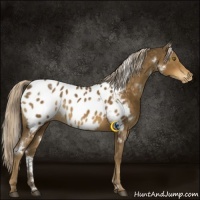 Horse Color:White Spotted Chocolate Palomino Appaloosa Rabicano