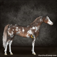 Horse Color:White Spotted Liver Chestnut Splash Rabicano