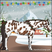 Horse Color:Buckskin Near Leopard 