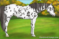 Horse Color:Smoky Black Near Leopard 