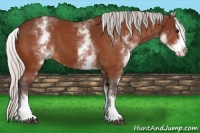 Horse Color:White Spotted Silver Bay Splash 