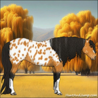 Horse Color:Gray Buckskin Near Leopard