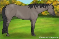 Horse Color:Grullo 