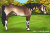 Horse Color:Bay Onyx