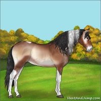 Horse Color:Bay Onyx Tobiano Rabicano