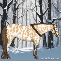 Horse Color:Buckskin Near Leopard 