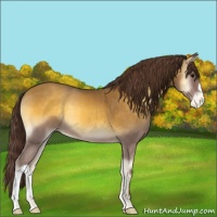 Horse Color:Classic Cream Champagne Onyx Appaloosa