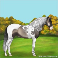 Horse Color:Blue Onyx Tobiano Appaloosa 