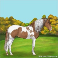 Horse Color:Chestnut Tobiano