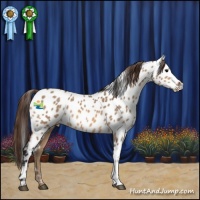 Horse Color:Bay Dun Appaloosa 