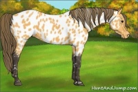 Horse Color:Buckskin Appaloosa 