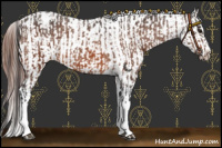 Horse Color:Bay Appaloosa  and Bay Appaloosa 