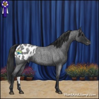 Horse Color:Blue Roan Appaloosa 