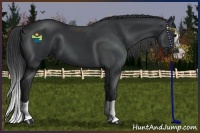Horse Color:Black Splash 