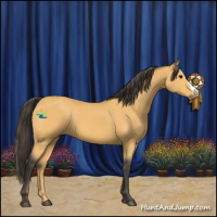 Horse Color:Buckskin 
