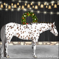 Horse Color:Buckskin Appaloosa 