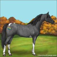 Horse Color:Blue Roan Tobiano 
