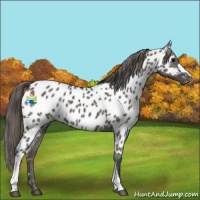 Horse Color:Grullo Near Leopard 