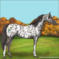Horse Color:Grullo Appaloosa 