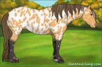 Horse Color:Buckskin Appaloosa 