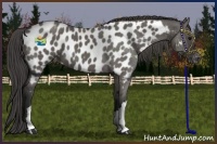 Horse Color:Grullo Near Leopard 