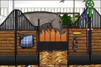 Horse Color:Grullo Appaloosa 