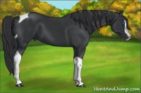 Horse Color:Black Splash Tobiano