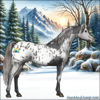 Horse Color:Black Appaloosa  and Grullo Appaloosa 