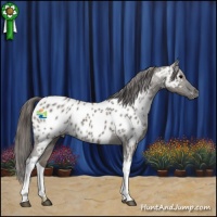 Horse Color:Grullo Near Leopard 