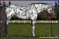 Horse Color:Grullo Appaloosa 