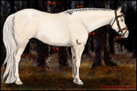 Horse Color:Gold Cream Champagne Pearl 