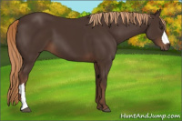 Horse Color:Liver Chestnut 