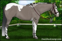 Horse Color:Grullo Splash Tobiano