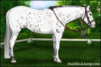 Horse Color:Grullo Splash Tobiano Near Leopard 
