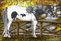 Horse Color:Black Splash Tobiano 