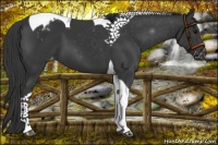 Horse Color:Black Tobiano Varnish 