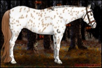 Horse Color:Red Dun Near Leopard 