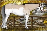 Horse Color:Bay Roan Dun Splash