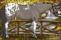 Horse Color:Grullo Tobiano Appaloosa 