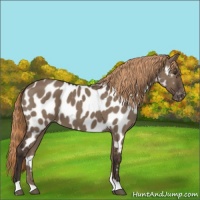 Horse Color:Liver Red Dun Appaloosa 