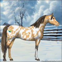 Horse Color:Buckskin Appaloosa 