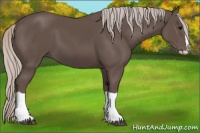 Horse Color:Silver Black Splash 