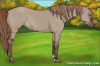 Horse Color:Liver Red Dun Rabicano