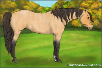 Horse Color:Buckskin Roan 