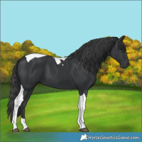 Horse Color:Black Tobiano 