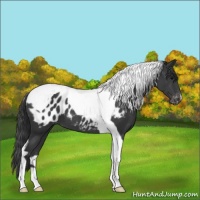 Horse Color:Black Tobiano Near Leopard 